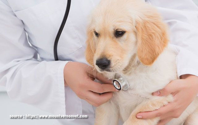 Everything to Know about Being a Veterinarian