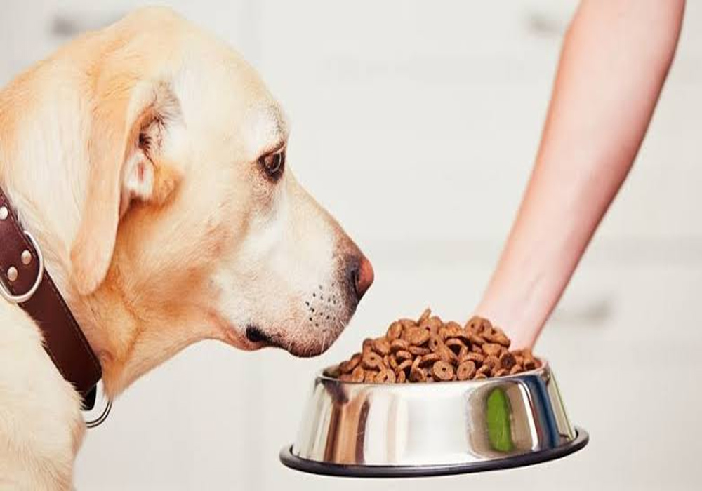 Food For Canine With Sensitive Stomachs