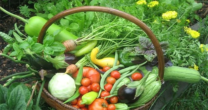 The Benefits of Growing your Own Natural Garden